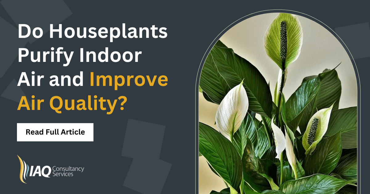 Do houseplants purify indoor air & improve air quality? IAQ Services