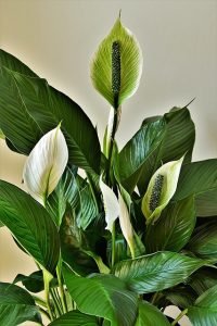 Peace lilies. Green leaves and white flowers. The leaves are large and have a healthy shine. The flowers consist of one white petal called a spathes. It develops from a tube and opens to reveal a spadix, which holds seeds and is the middle part of the peace lily flower.