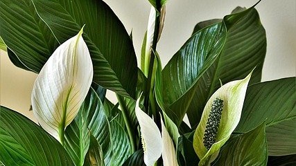 Peace lilies. Green leaves and white flowers. The leaves are large and have a healthy shine. The flowers consist of one white petal called a spathes. It develops from a tube and opens to reveal a spadix, which holds seeds and is the middle part of the peace lily flower.