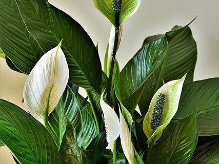 Peace lilies. Green leaves and white flowers. The leaves are large and have a healthy shine. The flowers consist of one white petal called a spathes. It develops from a tube and opens to reveal a spadix, which holds seeds and is the middle part of the peace lily flower.